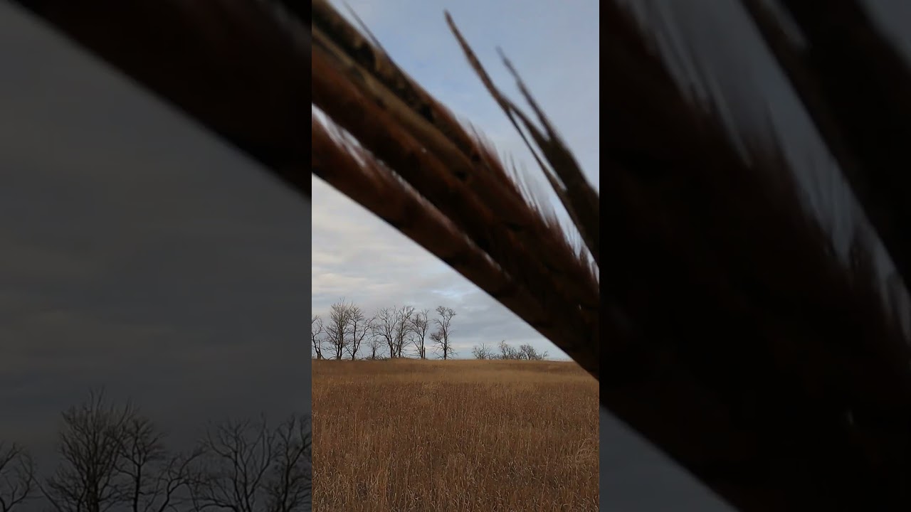 TREE ROW ROOSTER/UNIQUE BIRD?!
