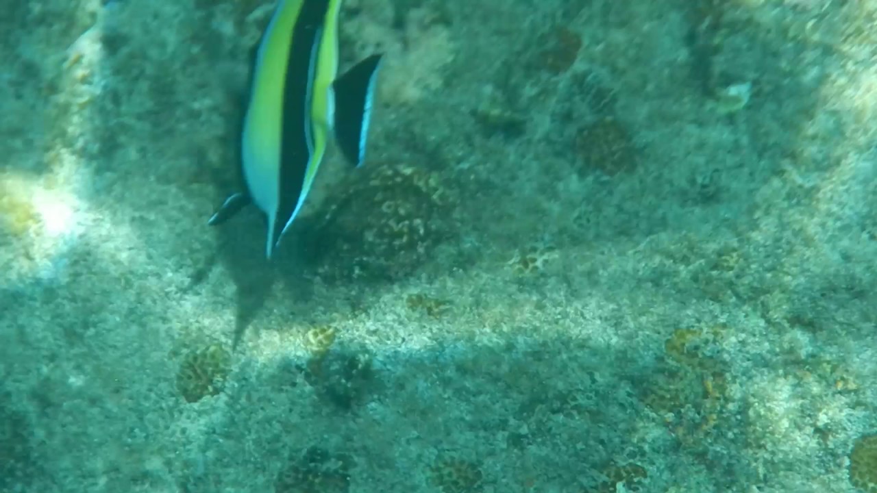 Рогатый занкл (Zanclus cornutus) питается на камнях побережья Симиланских островов