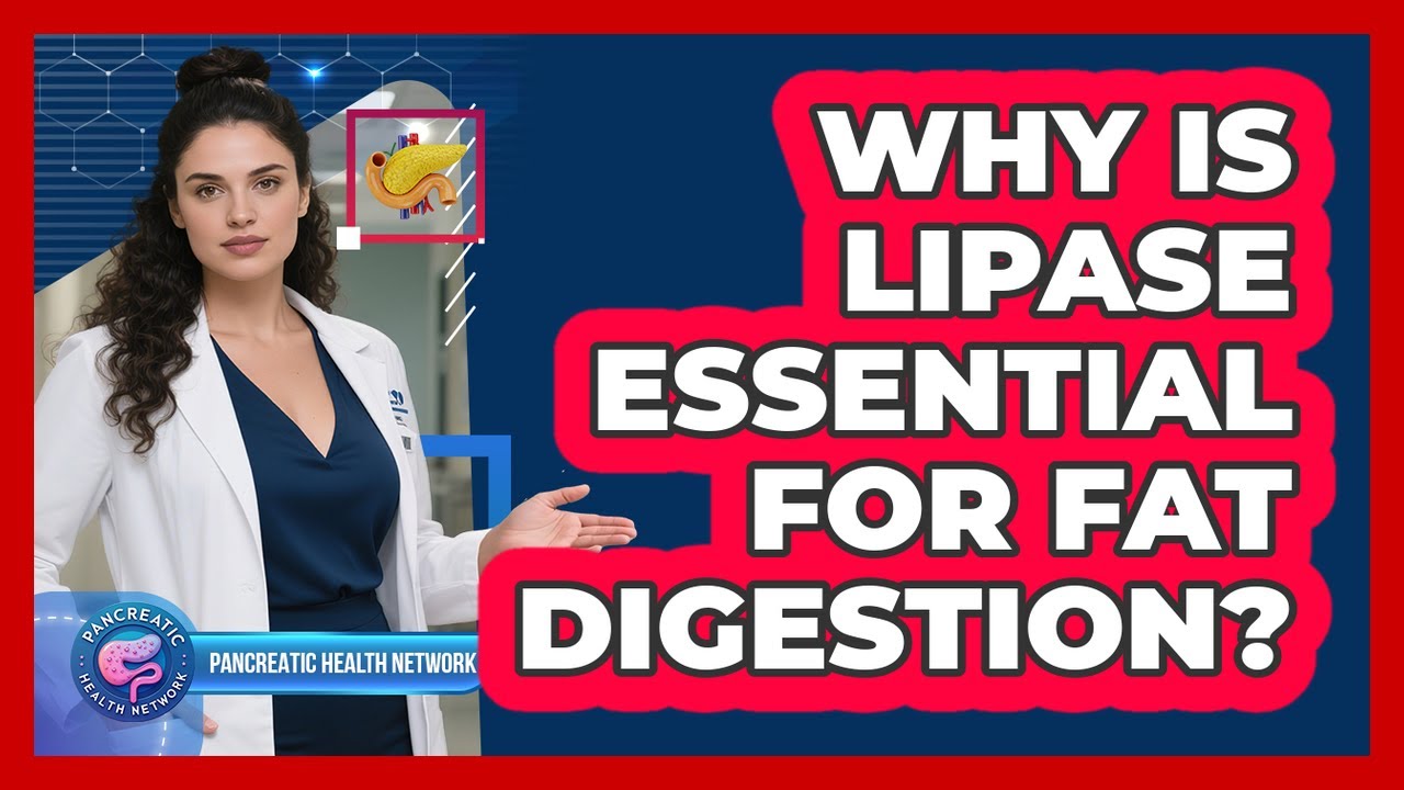 Why Is Lipase Essential For Fat Digestion? - YouTube