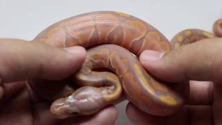 Celebrity Cutting a huge clutch of ball python eggs! Net Worth