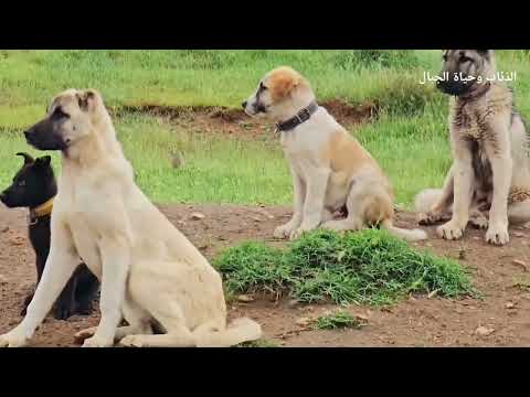 ثلاث ذئاب تطارد حصان وثائقي الذئاب وحياة الجبال 