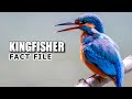 Kingfisher Facts: Not JUST a FISHING Bird 🐦‍⬛ Animal Fact Files
