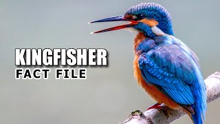 Kingfisher Facts: Not JUST a FISHING Bird 🐦‍⬛ Animal Fact Files