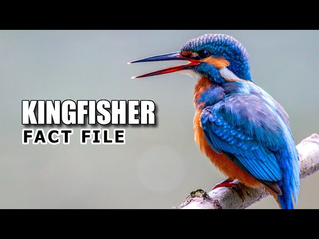 Kingfisher Facts: Not JUST a FISHING Bird 🐦‍⬛ Animal Fact Files class=