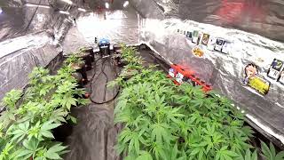 Heated (RDWC) Winter Run Grow Op UK