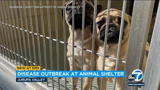 Disease Outbreak Impacts Riverside Countys Largest Animal Shelter