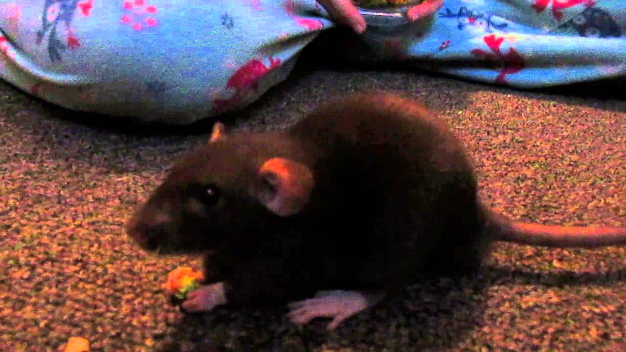 Meet my rats! - YouTube
