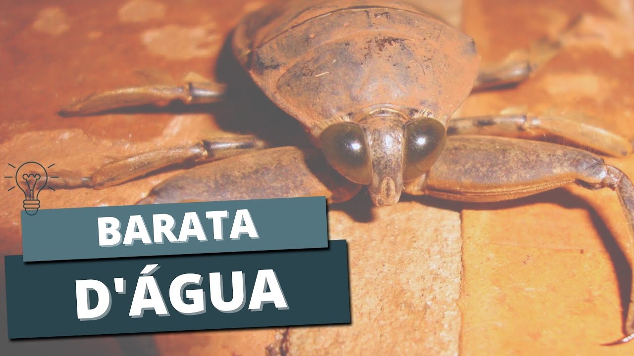 BARATA D'ÁGUA - O que é? São venenosas? Conheça as BARATAS GIGANTES ...