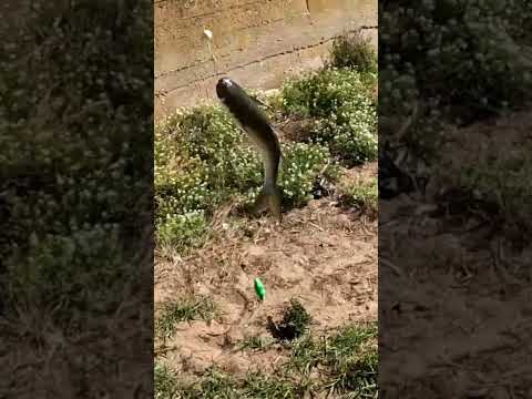 PESCA DE LISAS