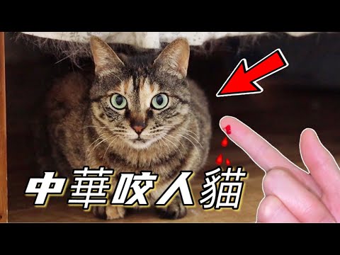 Video: Sådan Udskiftes Kattekuld