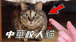 [CC SUB] What does it feel like to own a Chinese biting cat?