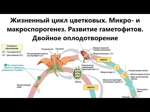 Видео: Микроспорогенезата микроспорангий ли е?