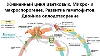 Жизненный цикл цветковых. Микро- и макроспорогенез. Развитие гаметофитов. Двойное оплодотворение