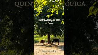 🐮 QUINTA PEDAGÓGICA DE BRAGA #portugalwithkids #bragaportugal #braga #portugal