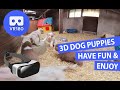 3D Meet The Dog Puppies [VR180]