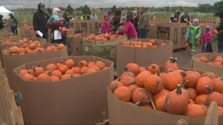 What should you do with your pumpkins after Halloween?