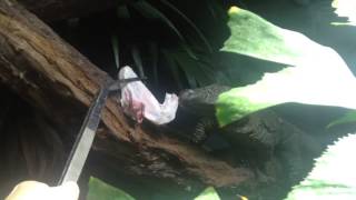 Varanus salvadorii eating