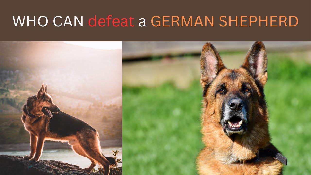 8 Dogs That Could Defeat A German Shepherd
