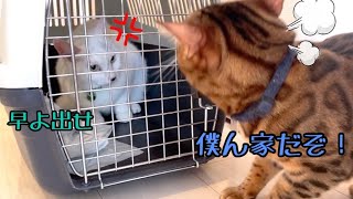 実家の猫3匹ワクチンに来たら強気のテトが喧嘩売るんです…