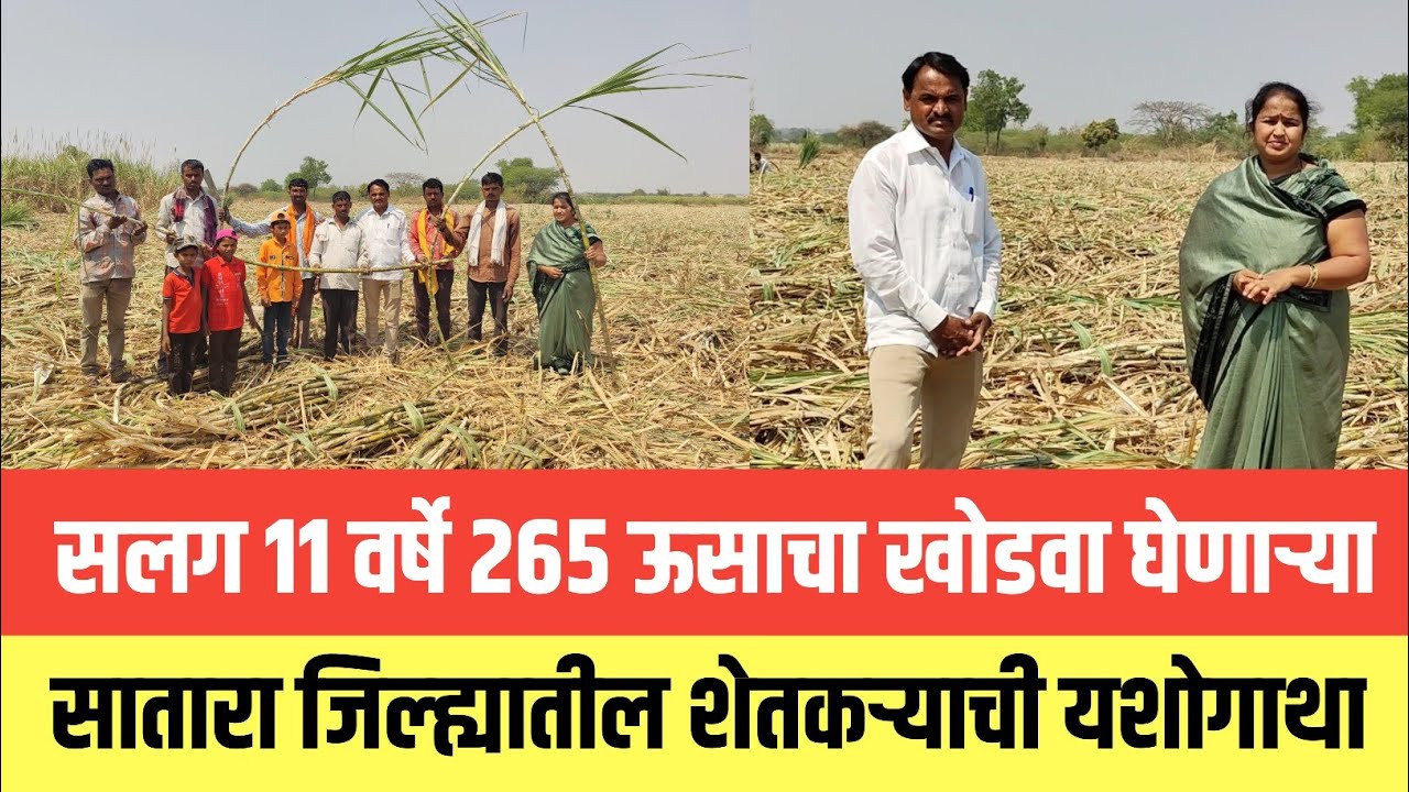 सलग 11 वर्षे 265 ऊसाचा खोडवा घेणाऱ्या सातारा जिल्ह्यातील शेतकऱ्याची यशोगाथा |संपूर्ण माहिती व मुलाखत