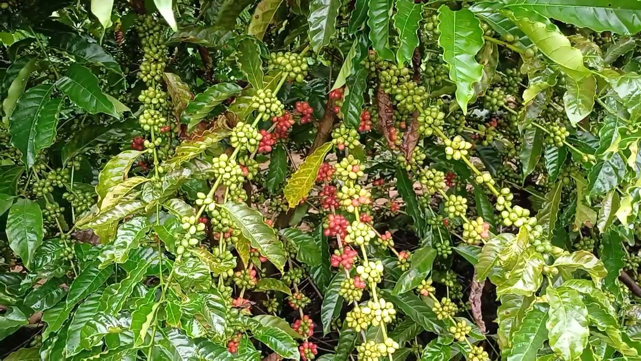 Café clonal robusta amazônico de Rondônia, clone 07