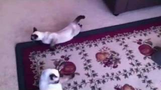 Funny & cute Siamese Cats playing