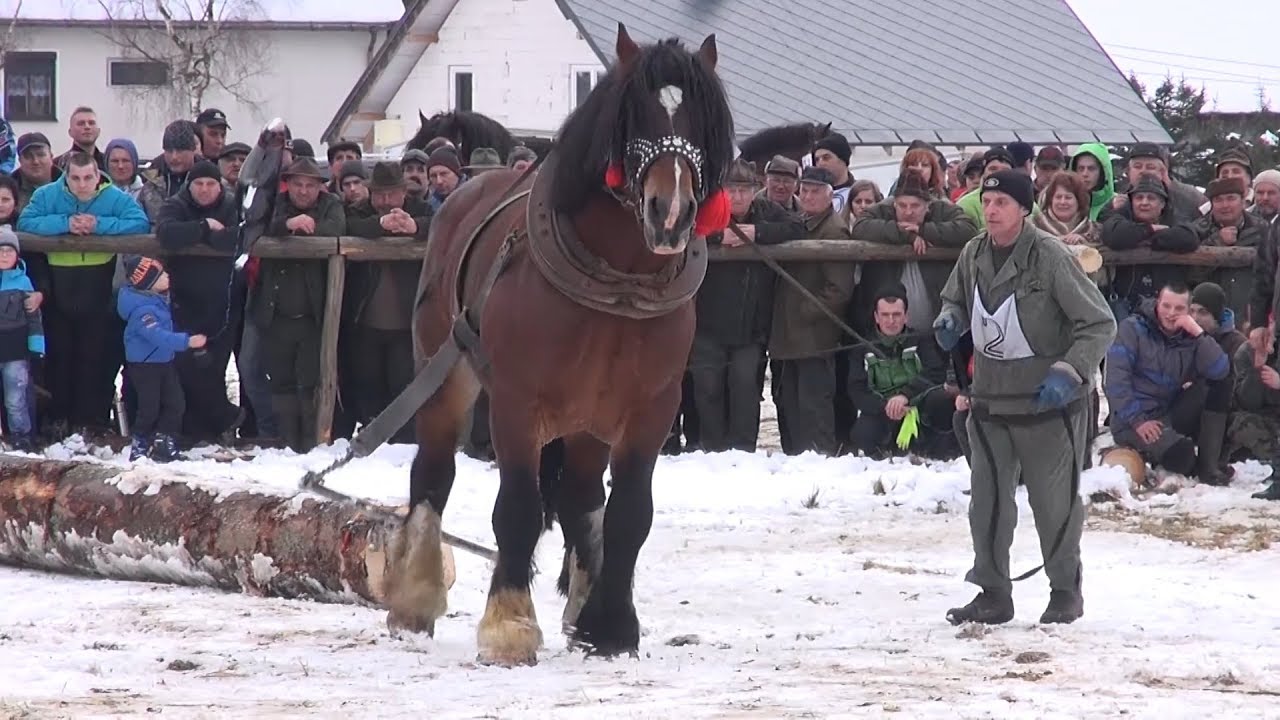 NOVOŤSKÉ FURMANSKÉ DNI 2016 - BEZ KOMENTÁRA