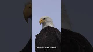 Wings Of Majesty  The Majestic Eagles