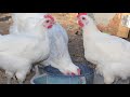 Bresse Chickens | Arguably The Perfect Chicken