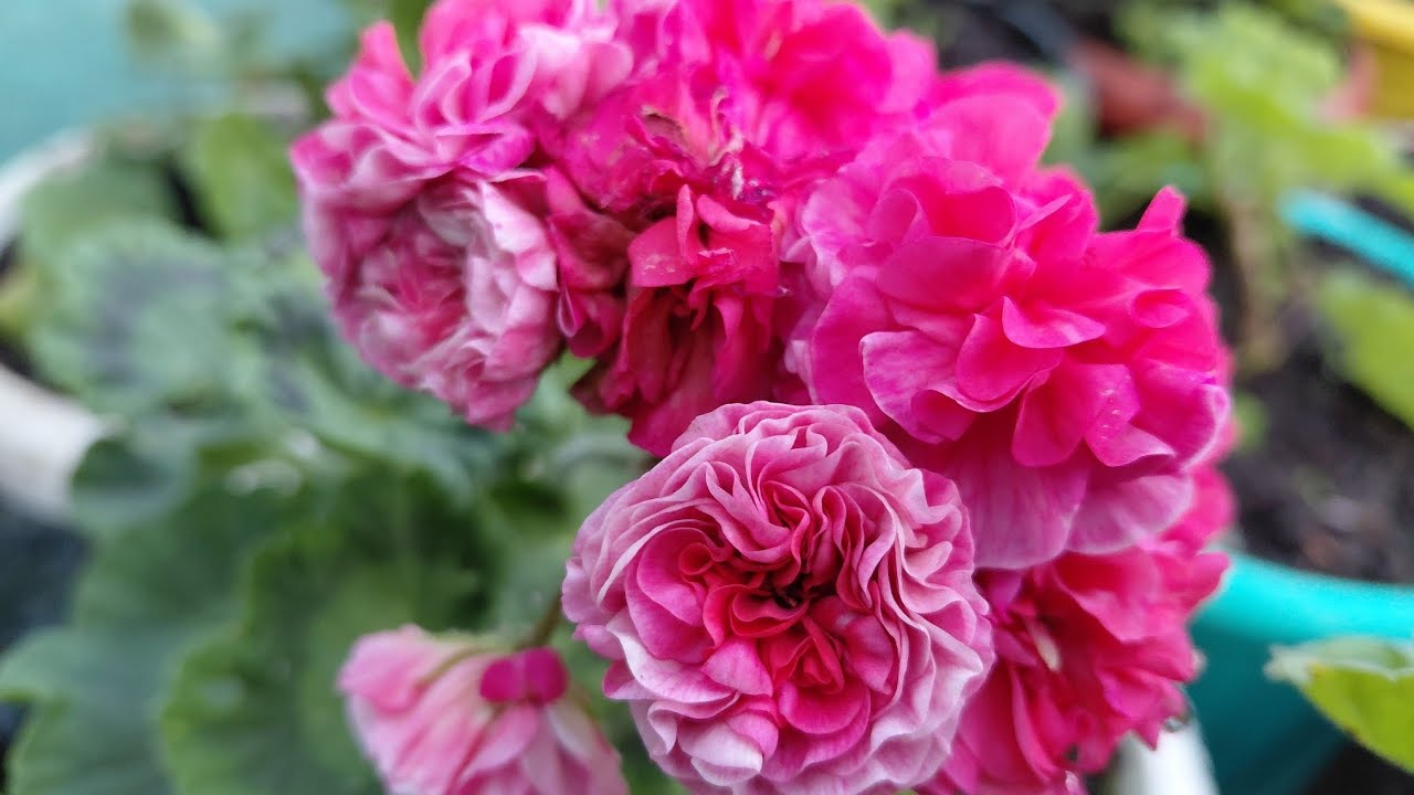 Geranium varieties...........