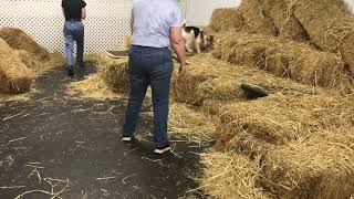 Barn Hunt With Wire Fox Terrier Taggart Masters Part22