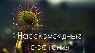 Насекомоядные растения