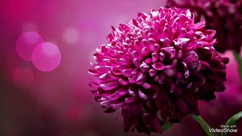 سورة البّينة شيرزاد طاهر