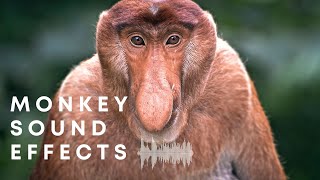 Monkey Sound Effects Amazing & Funny Monkey Background Noises Angry, Arguing, Shouting & More