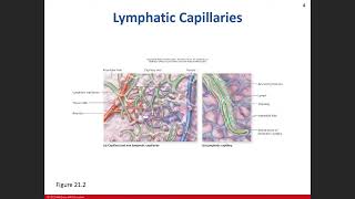 BIO 211 Lab Chapter 21 Lymphatic System Part 1 Chapter 21 Part 1 Lymphatics