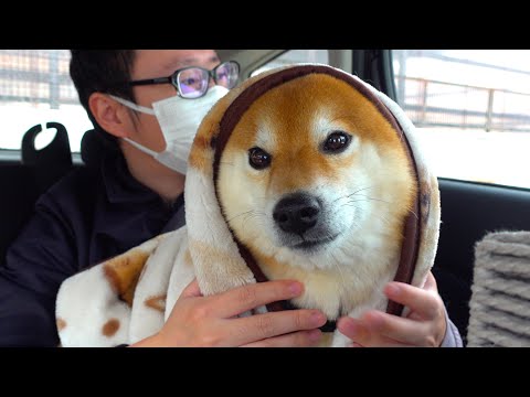 よりめのはちくん。 - YouTube