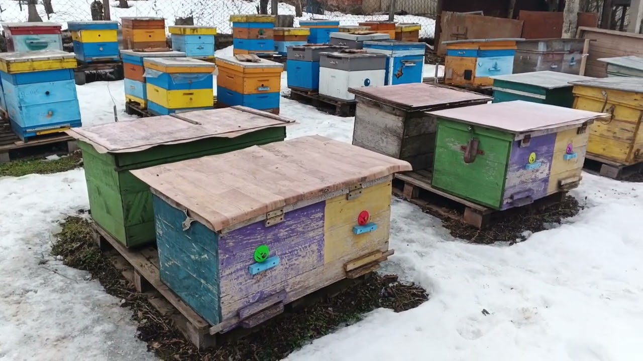 Пакетная или медовая пасека?#пчёлы 