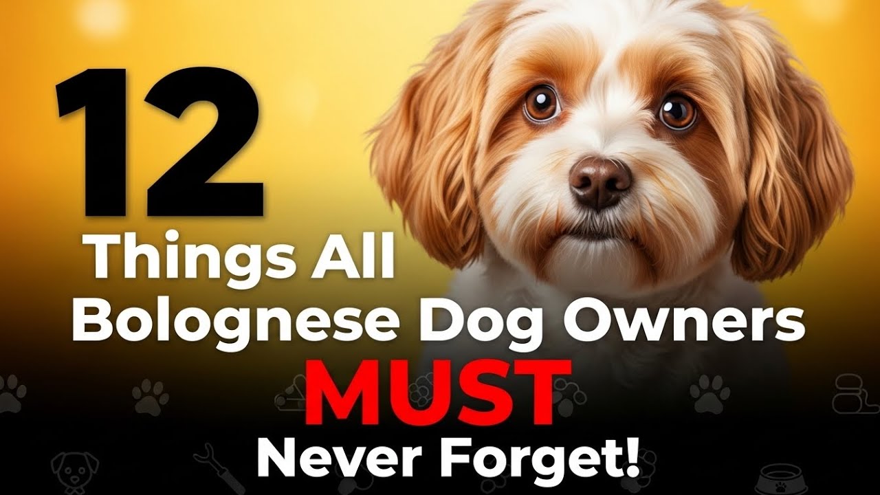 12 вещей, которые владельцы болоньезов ОБЯЗАТЕЛЬНО НЕ ДОЛЖНЫ забывать! 💖