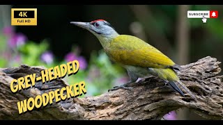 Amazing Birds of Thailand  | The Grey Headed Woodpecker  | Kaeng Krachan