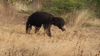Kulu Safaris Lulu The Sloth Bear - By Alexander Braczkowski