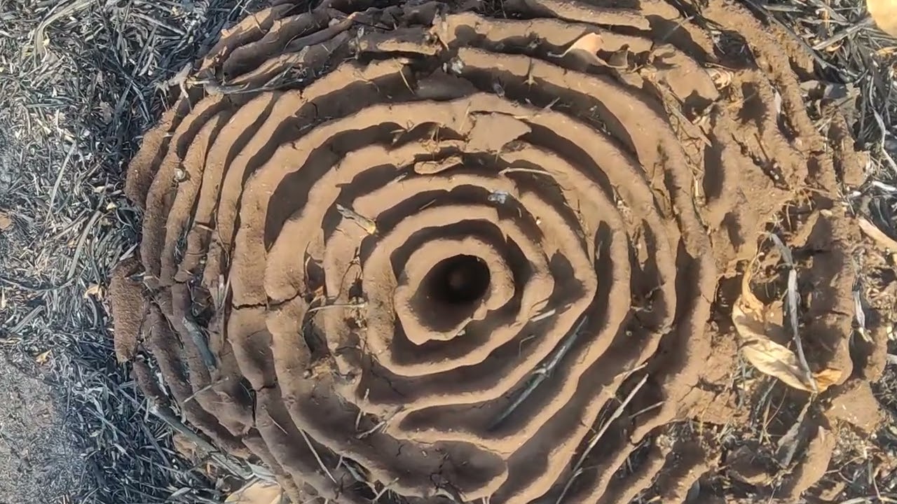 Nature wonder... engineering marvel  Chakravyuh - puzzle to catch food