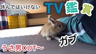 【束縛ウサギ】マッサージの手を止めるとガブッと噛まれます #240