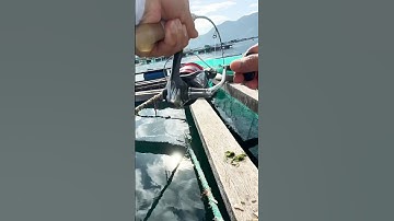 Câu Cá Biển - Câu Cá Dìa Bông - Đam Mê Câu Kéo | Dương 91