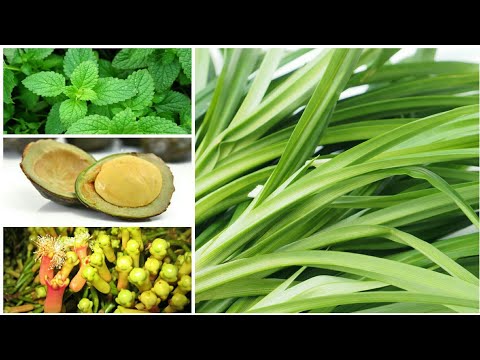 bahan alami paling ditakuti tikus bahan alami paling ditakuti tikus