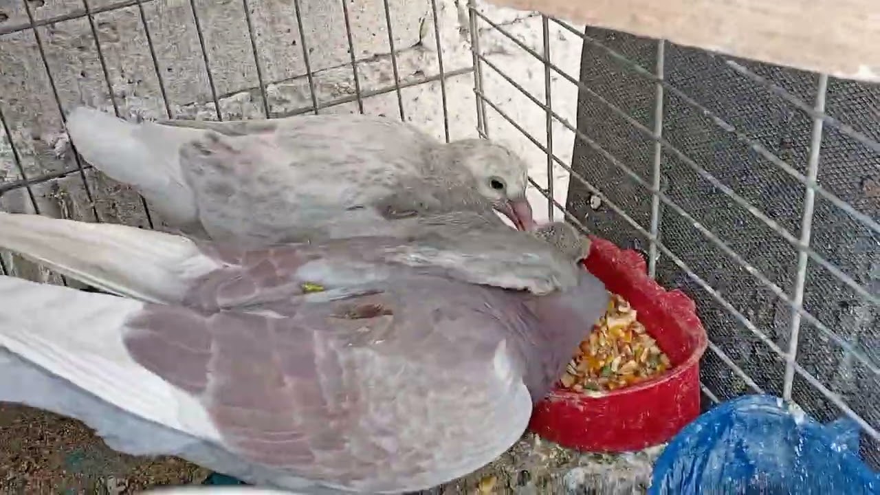 Como quitarle lo territorial a un palomo para robar  pt.2 🕊👀