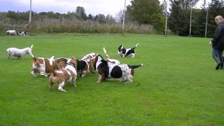 Scottish Basset Hound Walk At Forfar Loch by Ally Crombie 291,198 views 12 years ago 9 minutes, 51 seconds