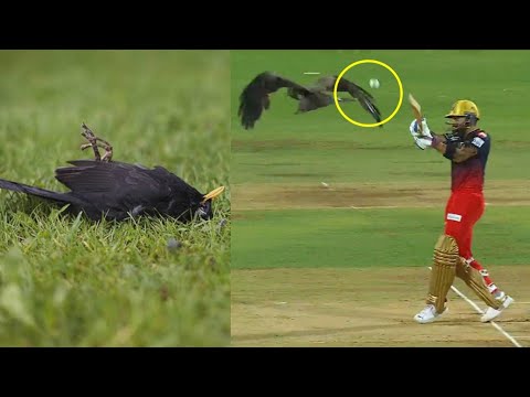 Everyone got shocked when Virat Kohli shot injured bird on Avesh Khan bowling | RCB vs LSG IPL 2023