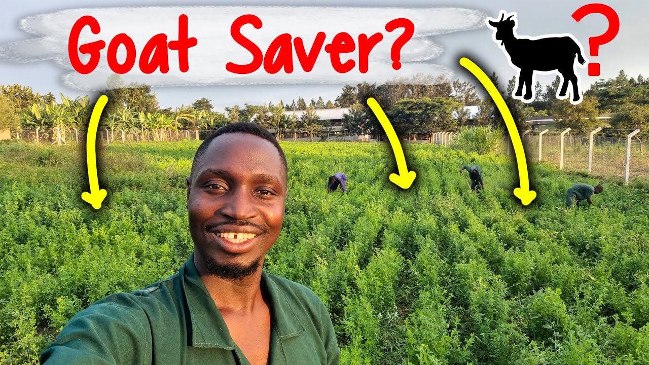 Как я использую эту волшебную траву (люцерну), чтобы удвоить поголовье коз