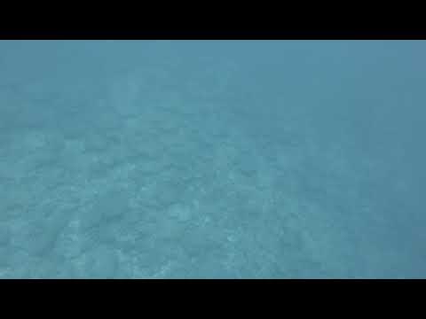 Leaving a coral field! Intense Maldives Diving Adventure 2024