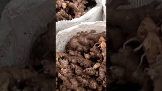make millions from Ginger Farming ginger farminginafrica viral agribusiness